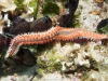 Scuba Diving