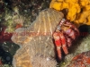 Scuba Diving