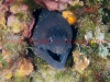 Scuba Diving