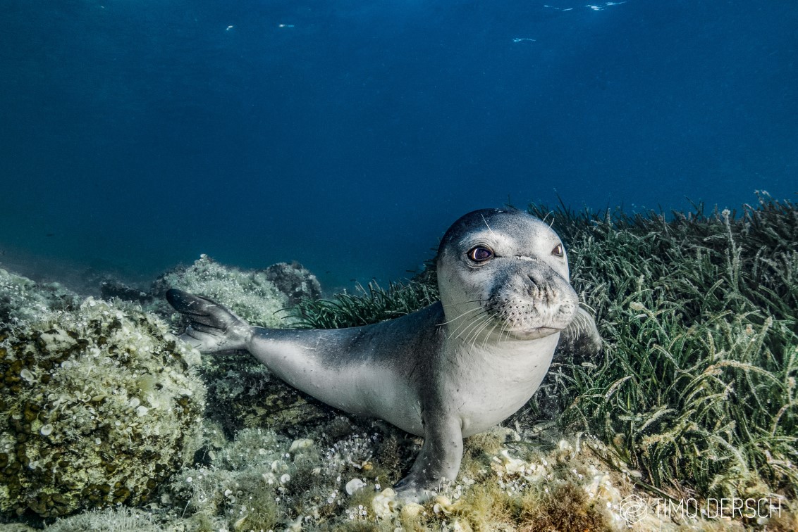Monk Seal, Alonissos, Alonnisos, Albedo Travel